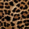 Leopard Dunkel